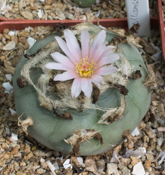 L.williamsii