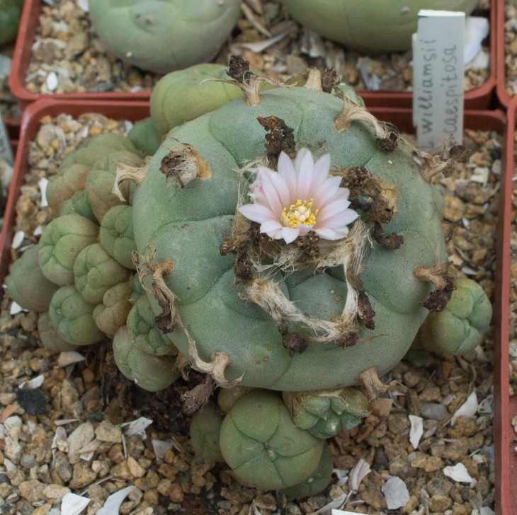 L.williamsii