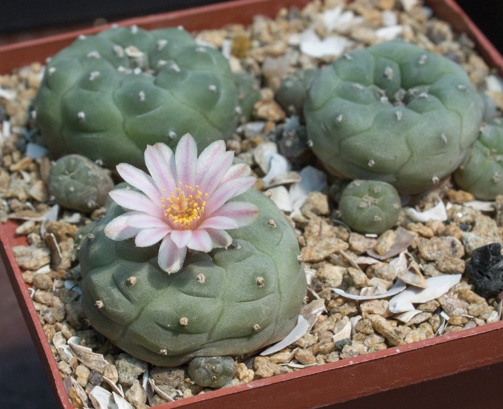 L.jourdaniana v.mammilaris_растение из семян Koehres 3185