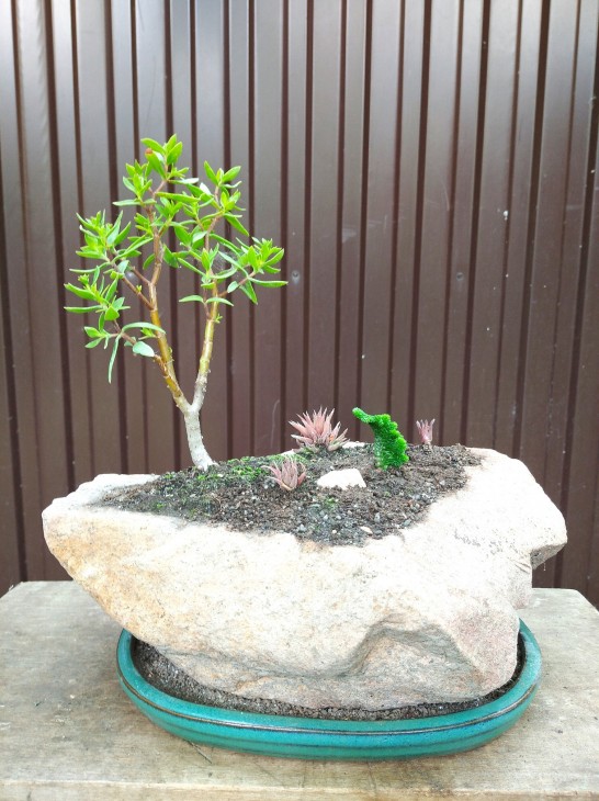 Crassula sarcocaulis, Crassula muscosa var. cristata. Haworthia angustifolia var. lilipunana