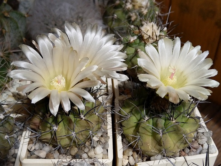Neoporteria paucicostata - впервые зацвели