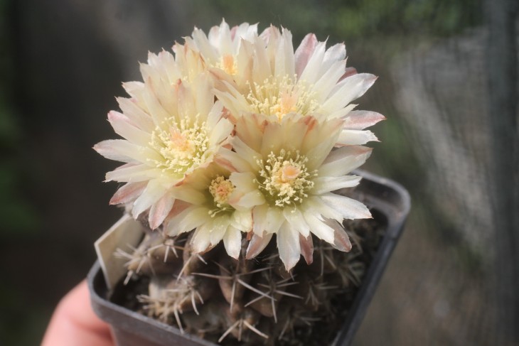 Neochilenia occulta