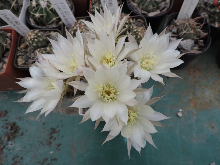 Pseudolobivia ancistrophora