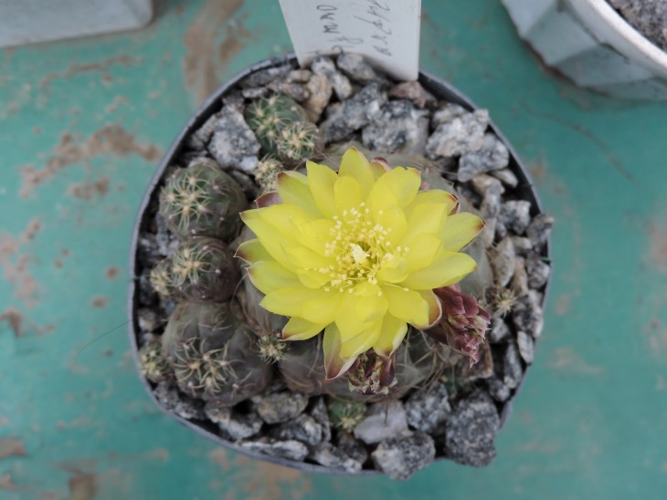 Gymnocalycium andreae