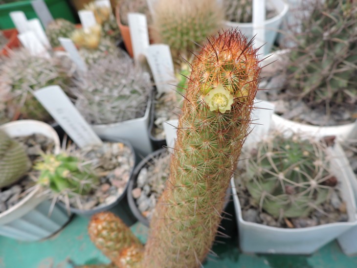 Mammillaria elongata &quot;echinata&quot;