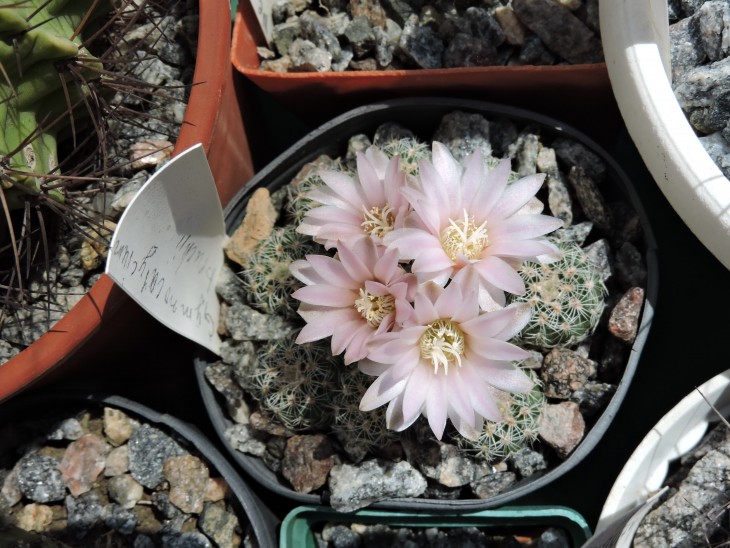 Gymnocalycium bruchii