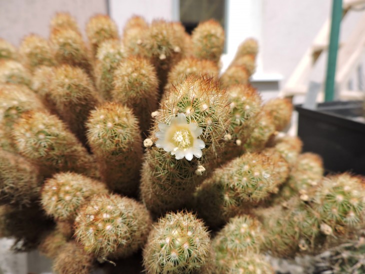 Mammillaria elongata