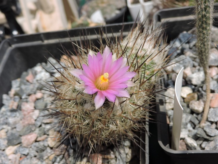 Gymnocactus subterraneus