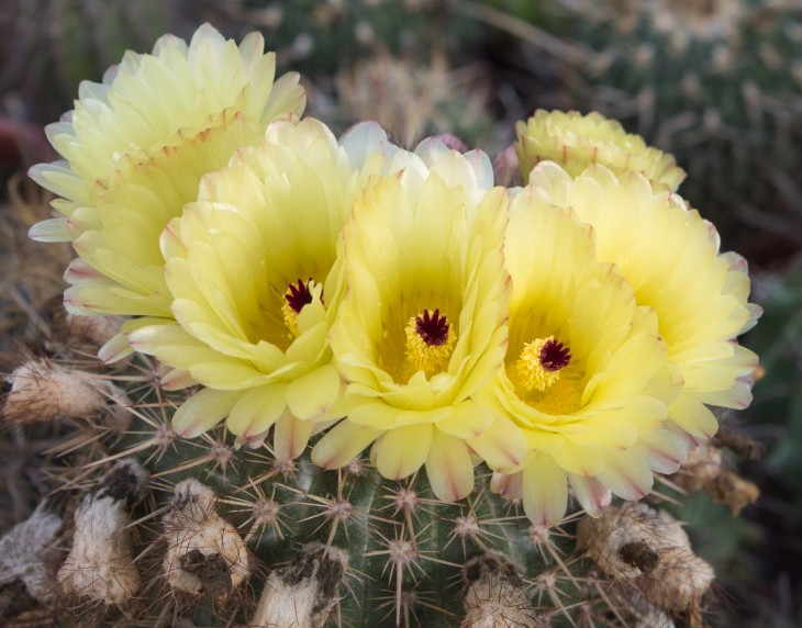 Notocactus mammulosus