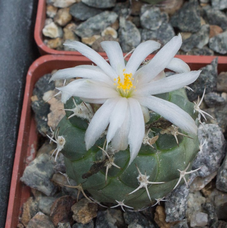 Turbinicarpus lophophoroides, GM 359, Las Tablas , SLP