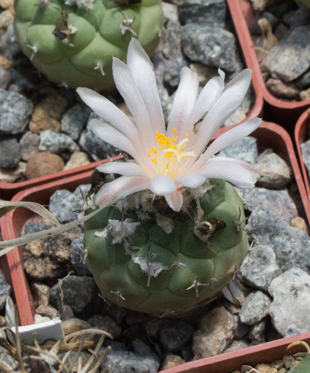 Turbinicarpus lophophoroides, BZ25 Las Tablas, SLP