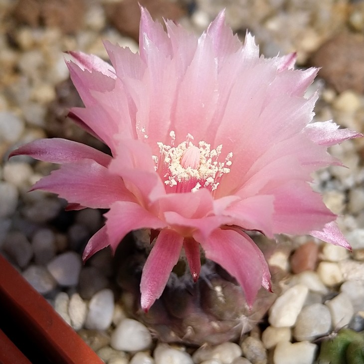 Neochilenia carneoflora - первое цветение