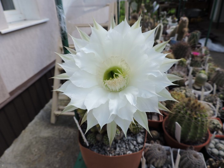 Echinopsis eyriesii