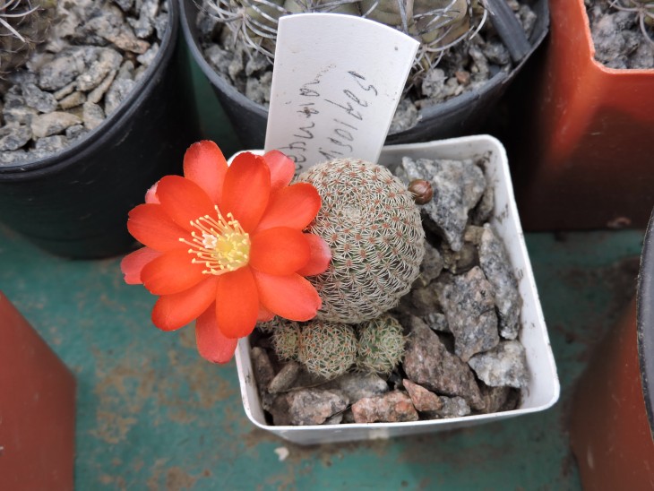 Rebutia solisioides