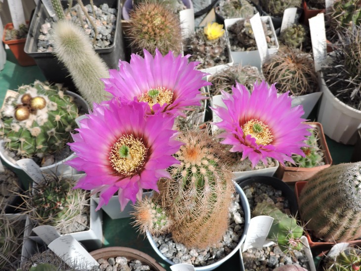 Echinocereus baileyi