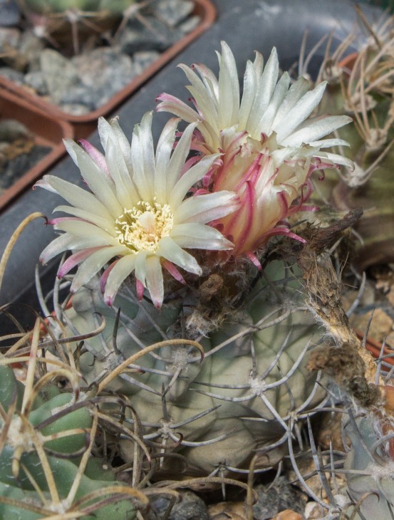Neochilenia paucicostata.jpg