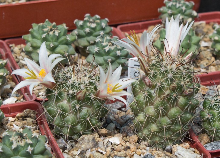 49.11_MAMMILLARIA louisae, GM1296, Punta Santo Domingo, BCS.jpg