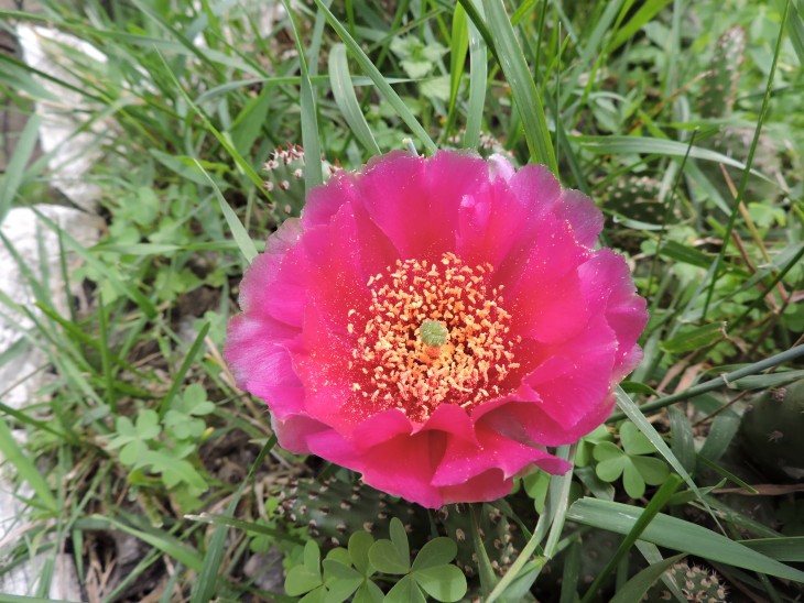Opuntia fragilis cv. &quot;Freiberg&quot;