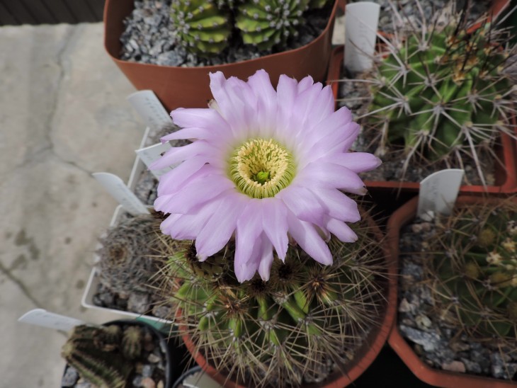 Acanthocalycium violaceum