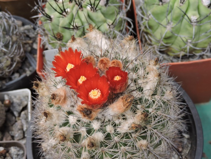 Parodia uligiana