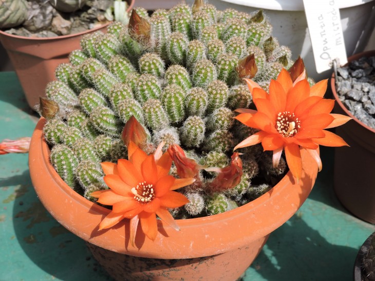 Chamaecereus silvestrii