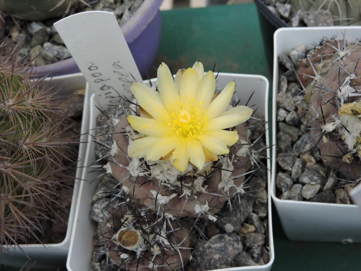 Copiapoa hypogaea