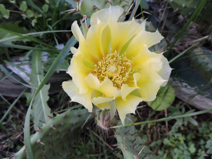 Opuntia camanchica