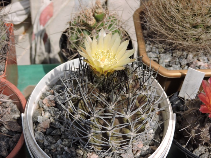 Pyrrhocactus nigricans