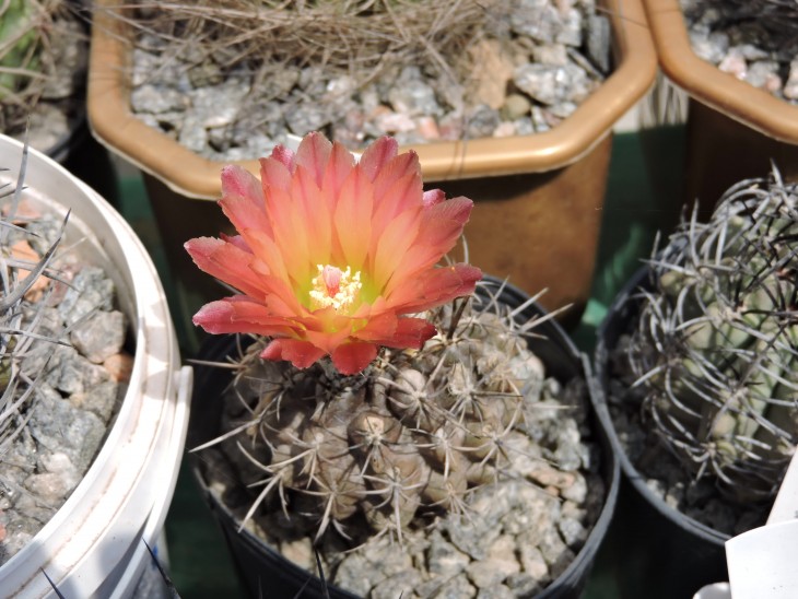 Neochilenia atra