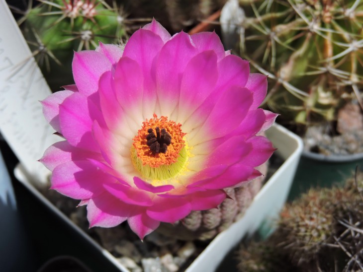 Echinocereus rigidissimus v. rubrispinus L 088