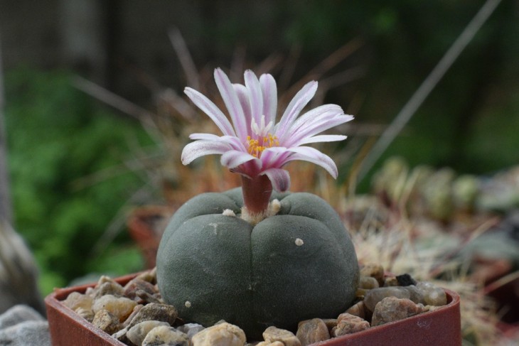 lophophora alberto-vojtechii10.jpg