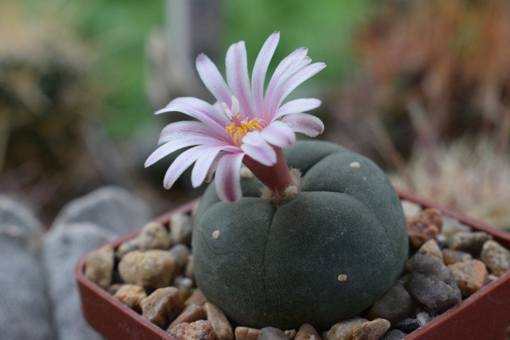lophophora alberto-vojtechii3.jpg