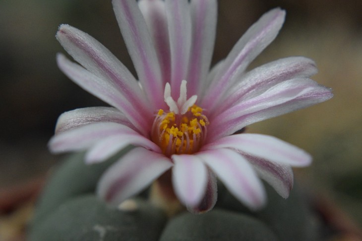 lophophora alberto-vojtechii8.jpg