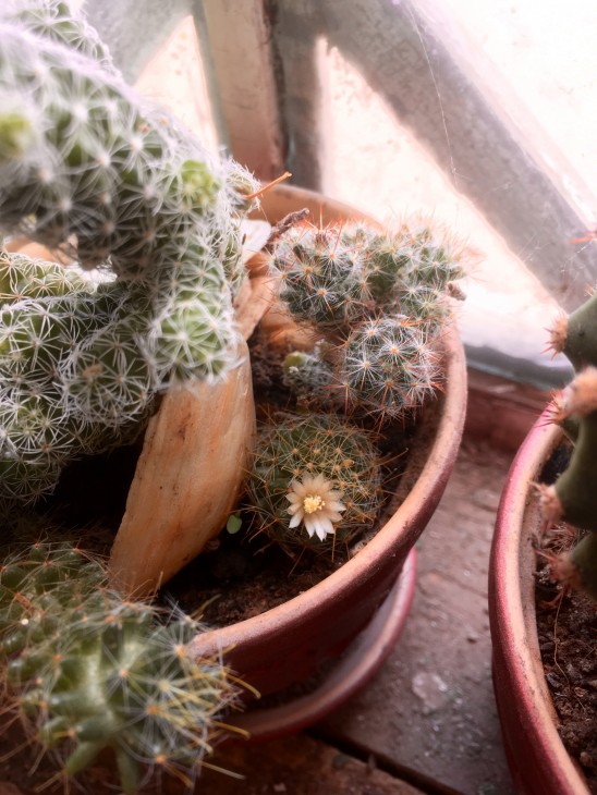 Mammillaria wildii