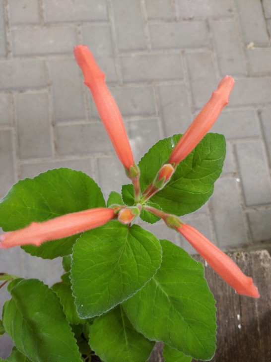 Sinningia mucronata, перше цвітіння