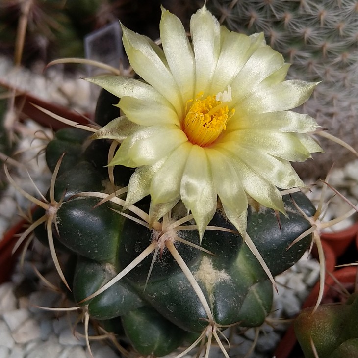 Coryphantha bumamma