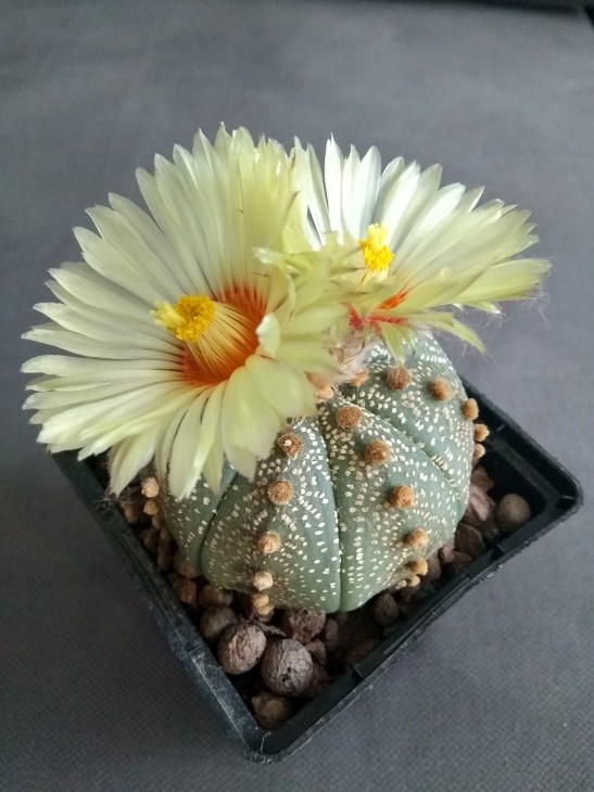 A. asterias