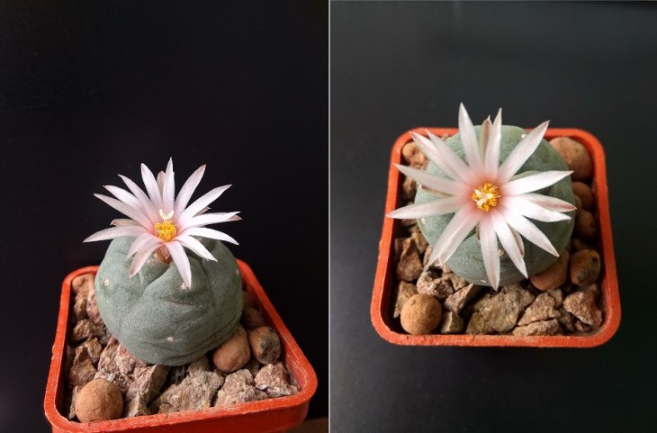 L. williamsii