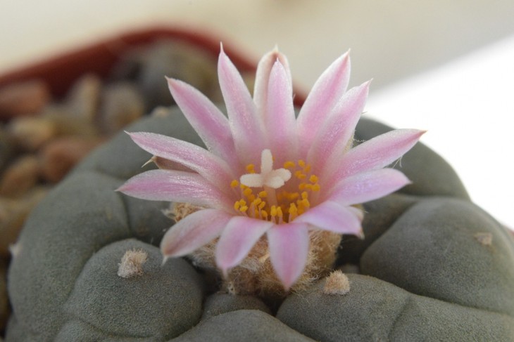 L.fricii f.gigantea KS 198 - 4.jpg