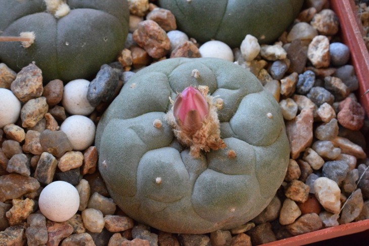 L.fricii f.gigantea KS 198.jpg