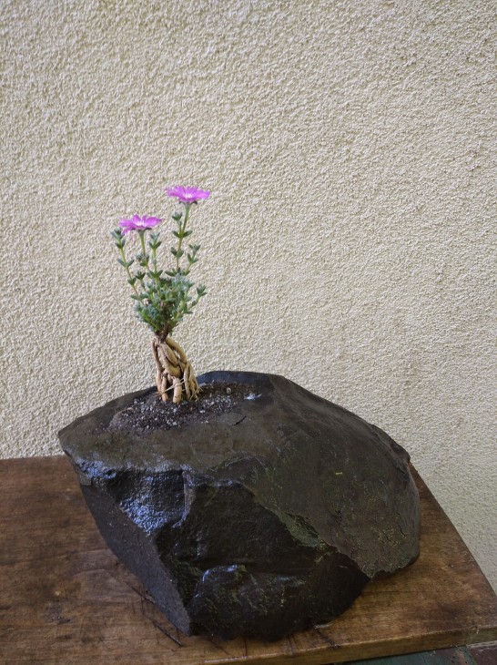 Trichodiadema bulbosum
