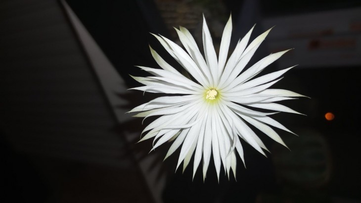 Setiechinopsis mirabilis.