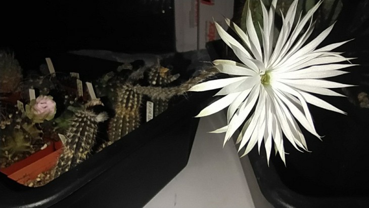 Setiechinopsis mirabilis.