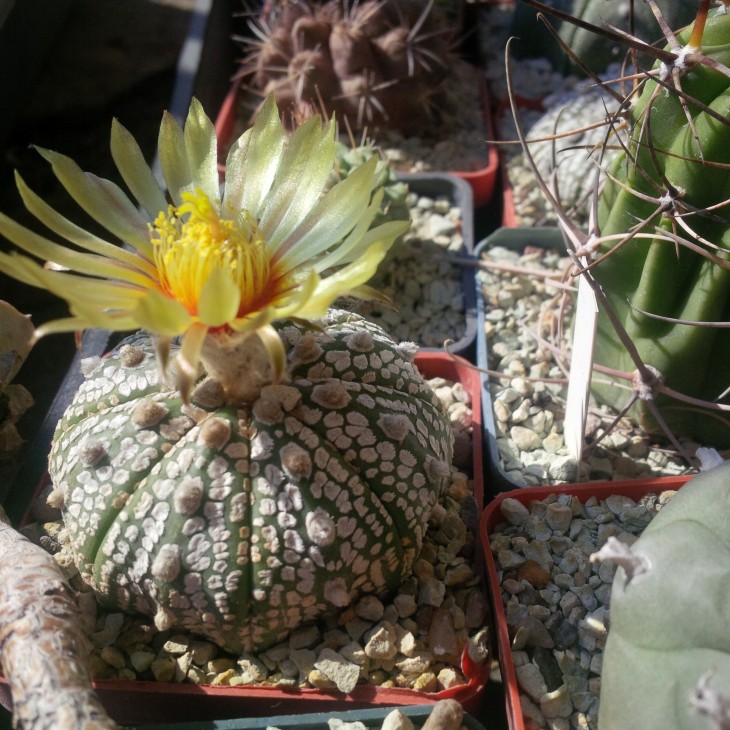 astrophytum super kabuto