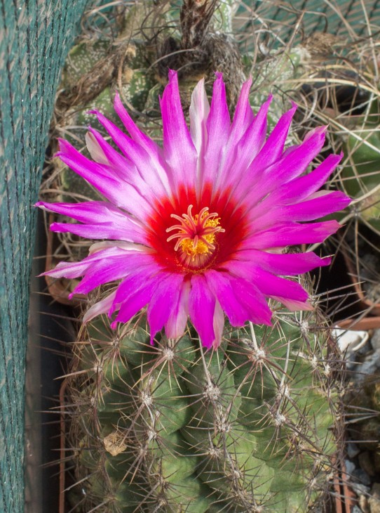 Thelocactus bicolor, Parras, Koehres (4871).jpg