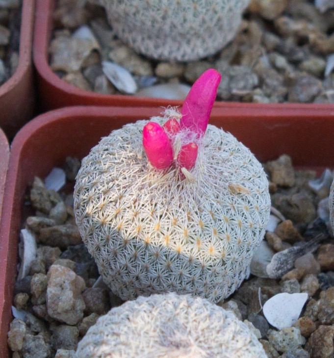 48.7_Epithelantha micromeris v.greggii, L749 Parras, Coah.jpg