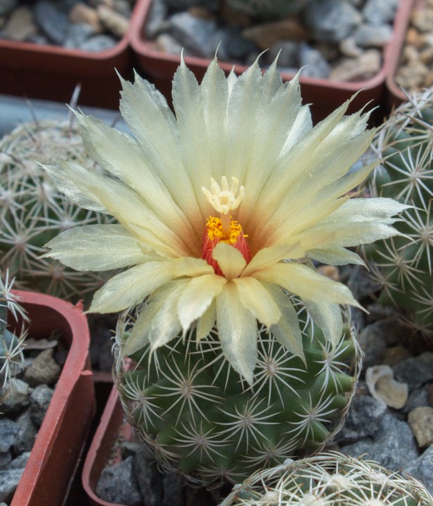 13.1_Coryphantha echinus, SB377 Val Verde Co TX.jpg
