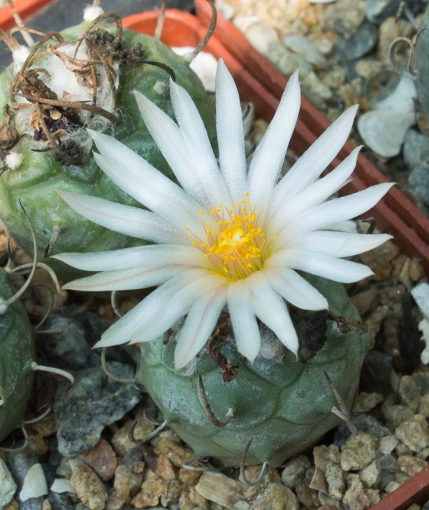 12.1_Turbinicarpus macrochele kupcakii, 20km of Matehuala-San Antonio d.Castelos, SLP.jpg