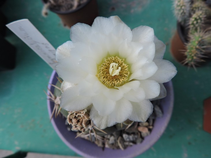 Gymnocalycium artigas