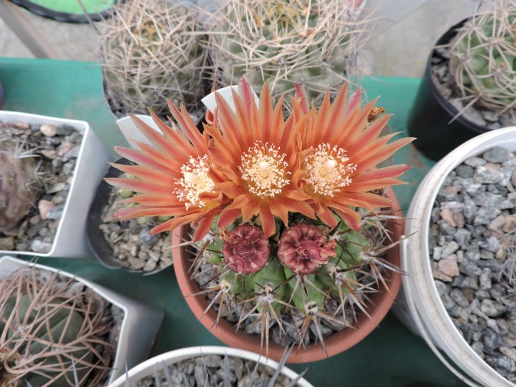 Horridocactus tuberisulcatus